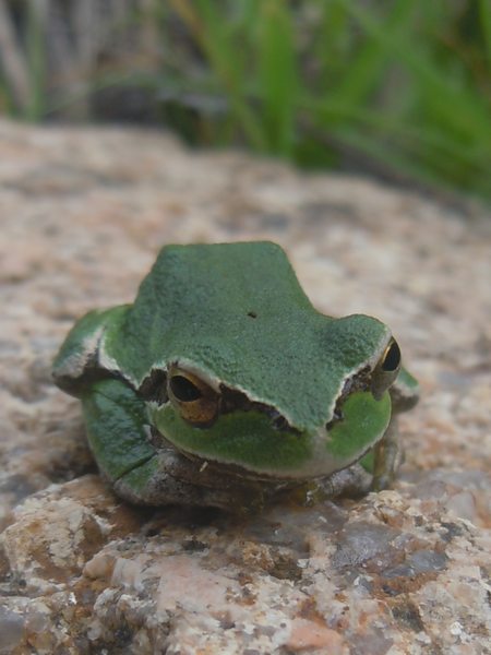 Hyla.... dalla Gallura - Hyla sarda